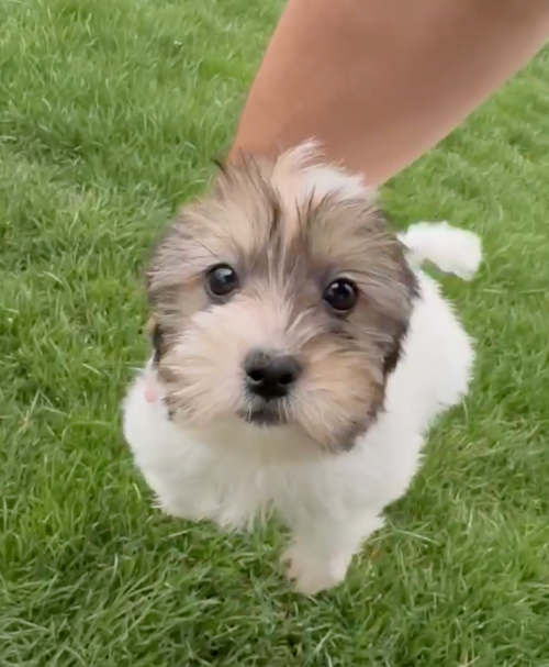 tricolor shorkie puppy being held up by a person